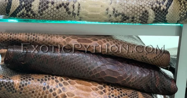 Python skin color any SK-59 - Exotic Python