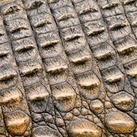 Crocodile Skin